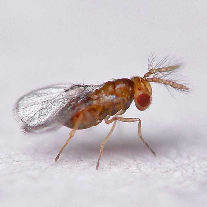 Trixogramma - Rasm 2