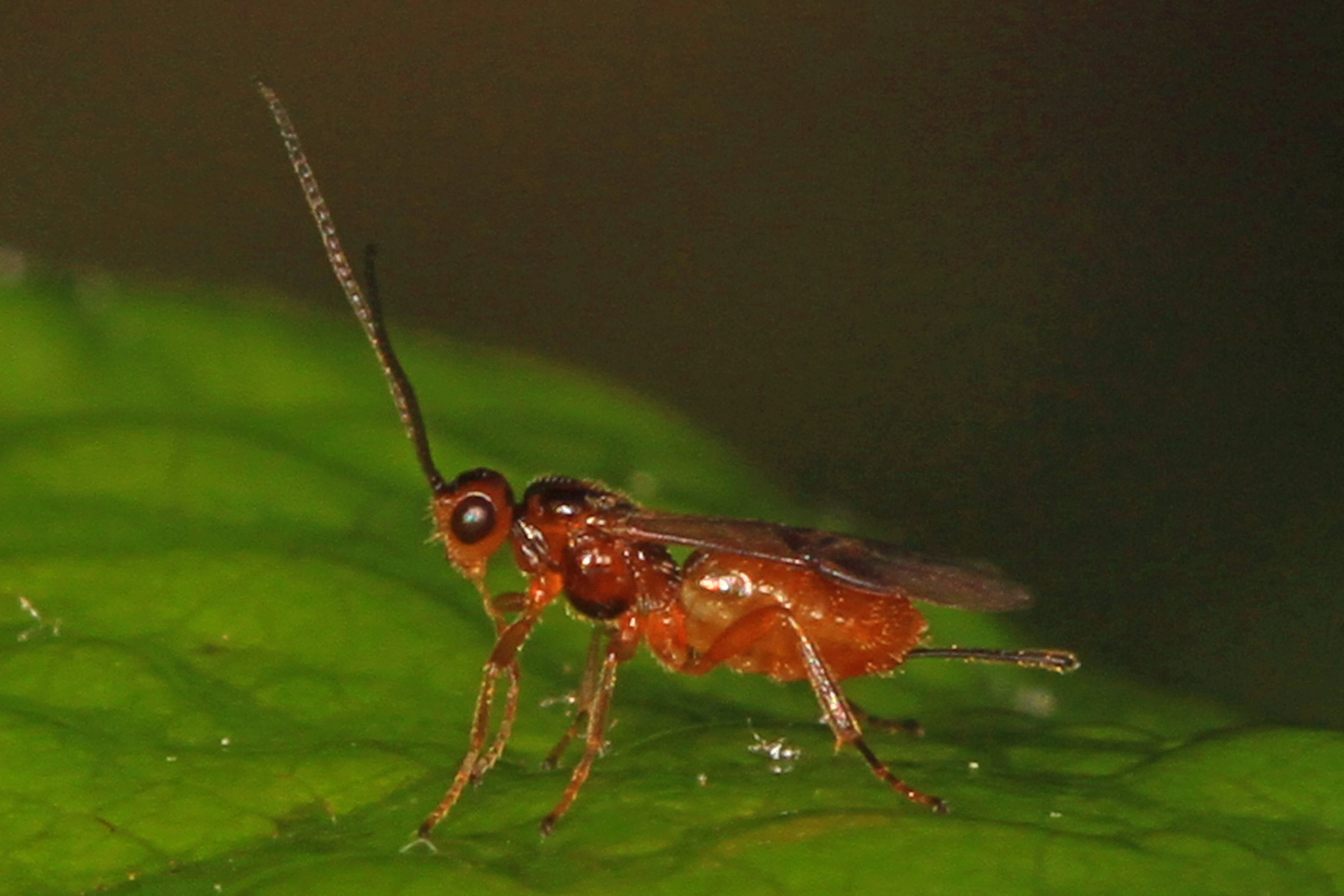 Brakon - 2-rasm