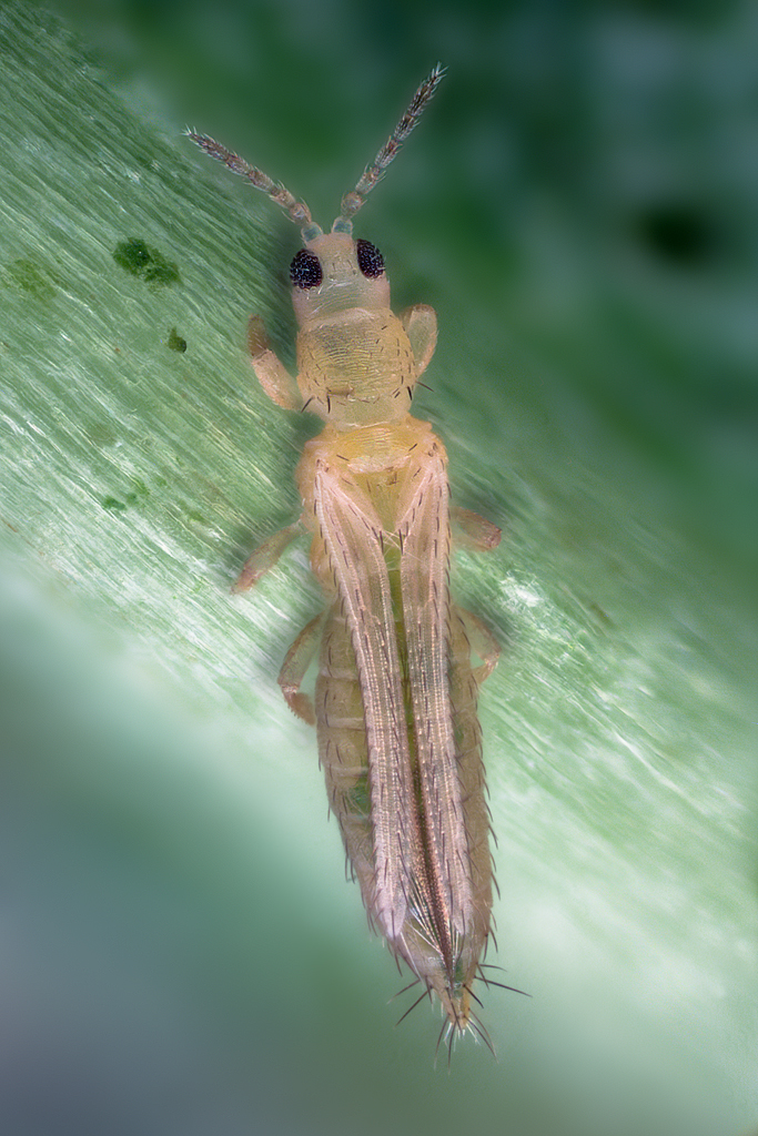 Тамаки трипси (Thrips tabaci) - Rasm 2