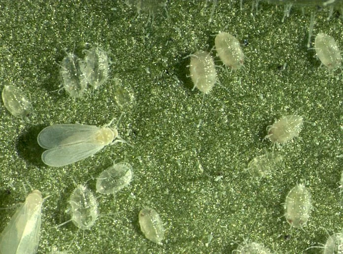 Иссиқхона оққаноти – (Trialeyrodes vaporariorum Westw).