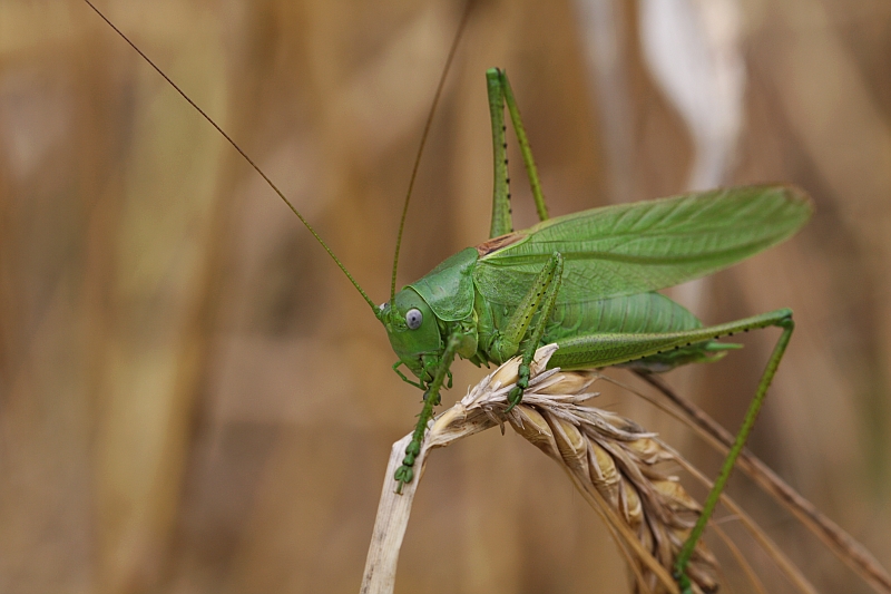 Думли темирчак (Tettigonia caudata) - Rasm 2
