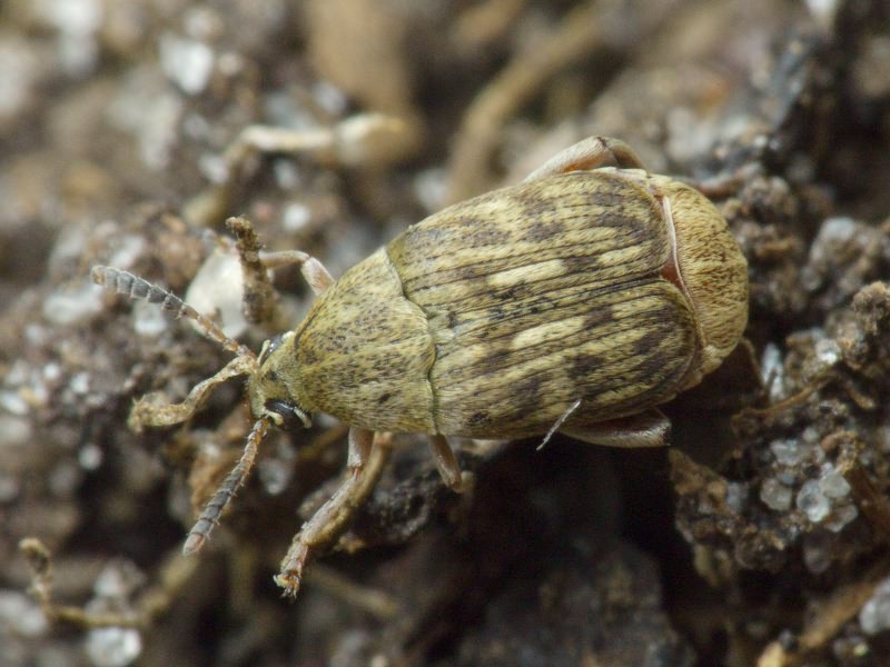 Ловия донхўри (Acanthoscelides obtectus) - Rasm 2