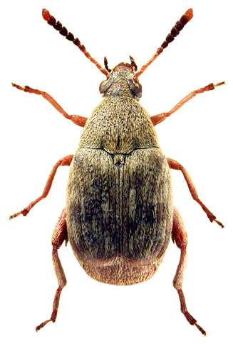 Ловия донхўри (Acanthoscelides obtectus) - Rasm 3