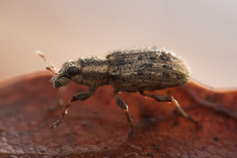 Майса узунбурун қўнғизи (Sitona macularius) - Rasm 3