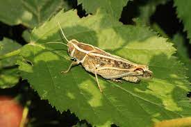 Италия ёки воҳа чигирткаси (Calliptamus italicus) - Rasm 3