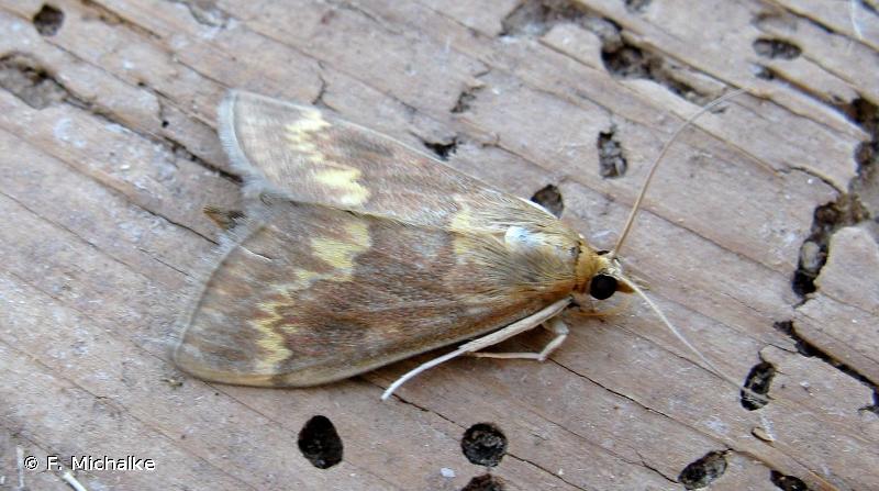 Маккажўхори парвонаси (Ostrinia nubilalis) - Rasm 2