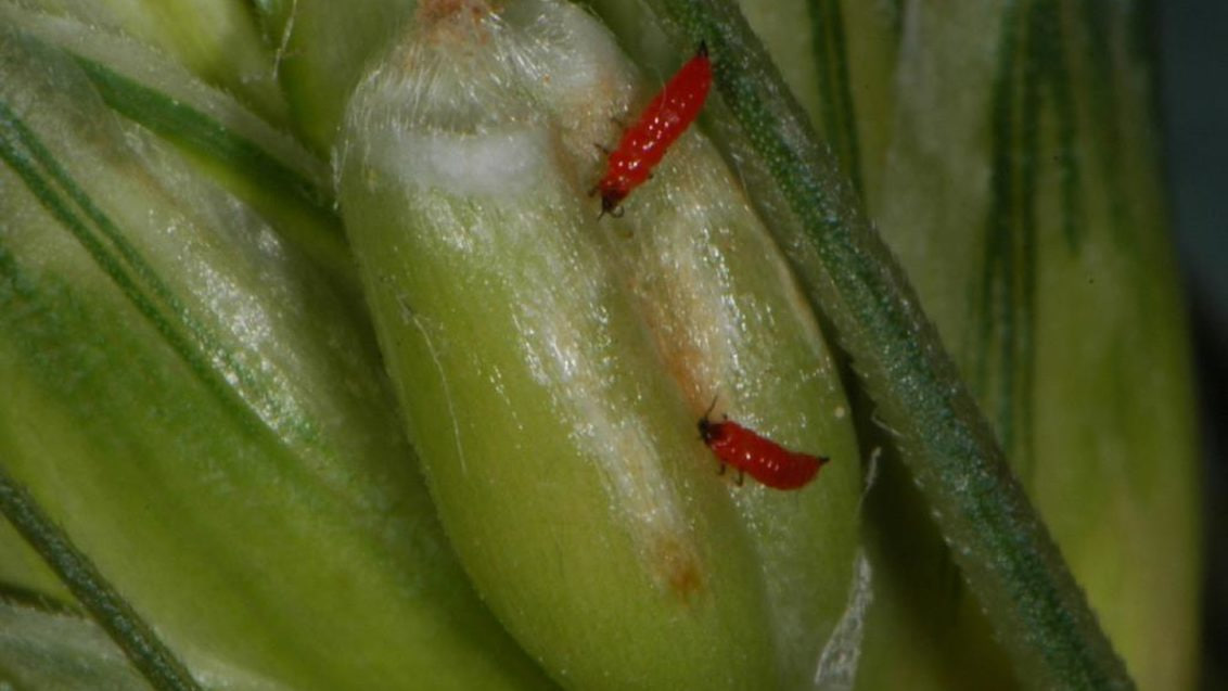 Буғдой трипси (Нaplothrips tritici) - Rasm 3