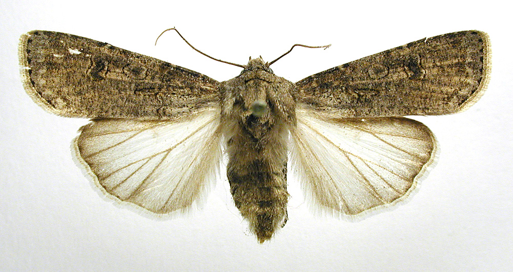 Кузги тунлам (Agrotis segetum) - Rasm 3