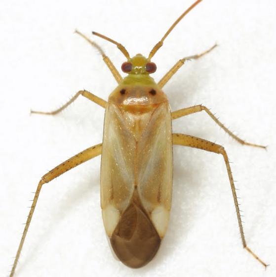 Беда қандаласи (Adelphocoris lineolatus) - Rasm 3