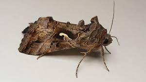 Гамма тунлами (Autogrаpha gamma) - Rasm 3