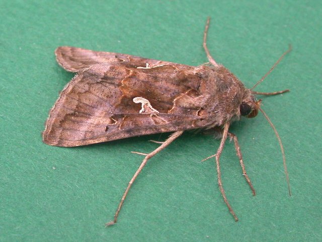 Гамма тунлами (Autogrаpha gamma) - Rasm 2