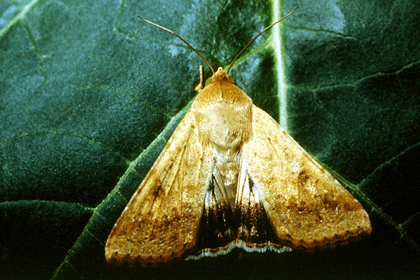 Ғўза тунлами (Heliothis armigera Hbn) - Rasm 2