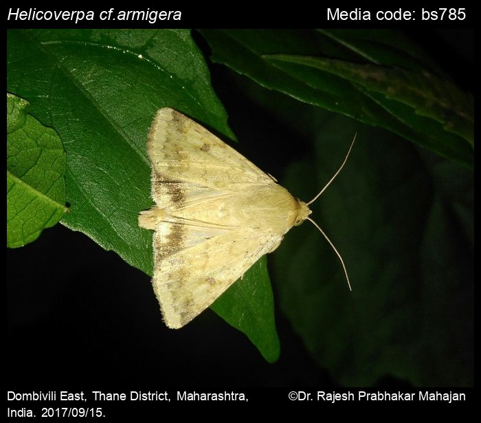 Ғўза тунлами (Heliothis armigera Hbn)