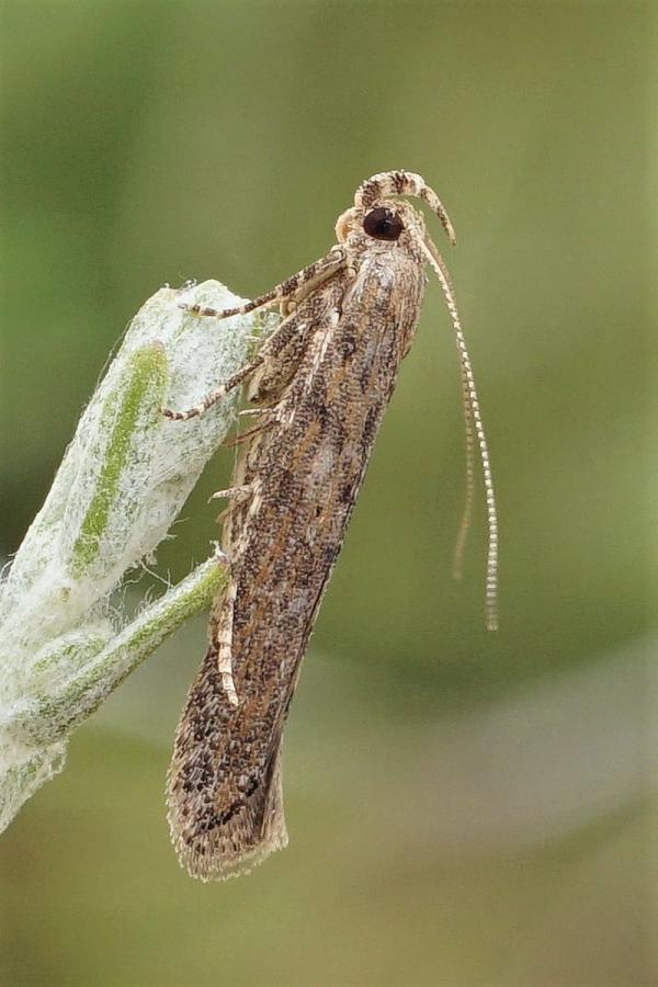 Картошка куяси - (Phthorimaea opercylella zell)