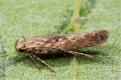 Картошка куяси - (Phthorimaea opercylella zell) - Rasm 2