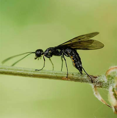 Ғалла арракаши (Cephus pygmeus) - Rasm 2