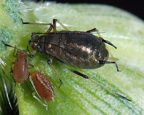 Катта ғалла шираси (Sitobion avenae)