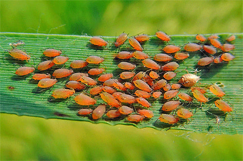 Катта ғалла шираси (Sitobion avenae) - Rasm 2