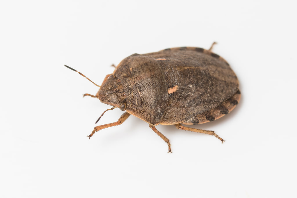 Зарарли хасва (Eurygaster integriceps)