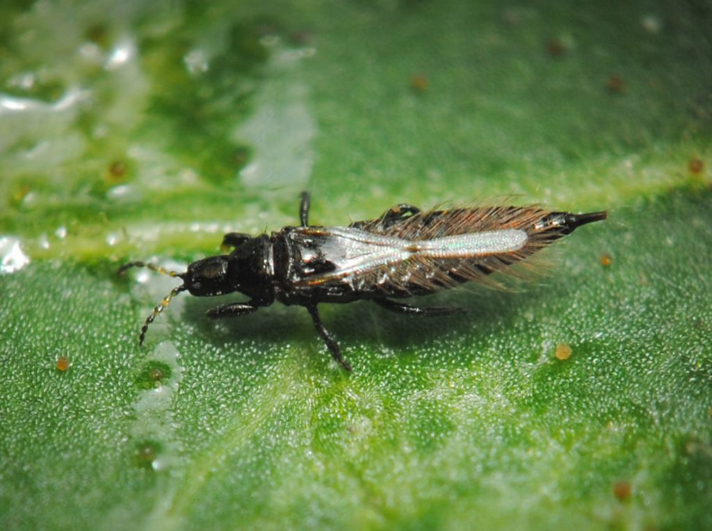 Буғдой трипси (Нaplothrips tritici)