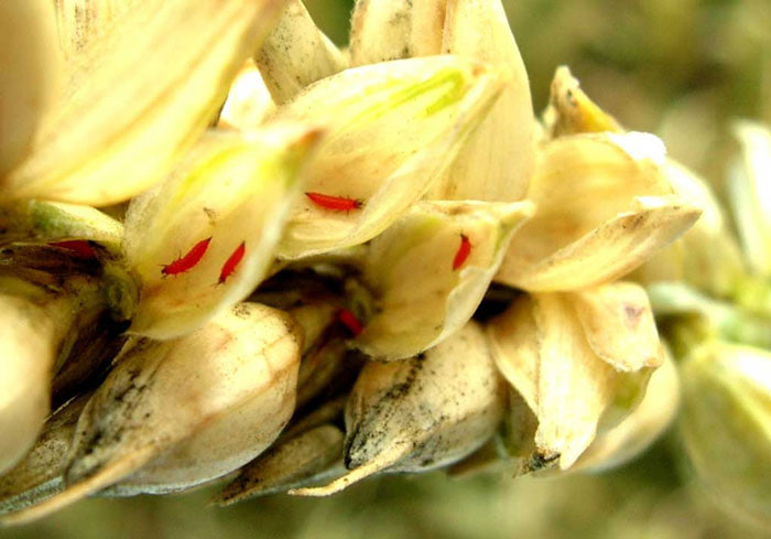 Буғдой трипси (Нaplothrips tritici) - Rasm 2